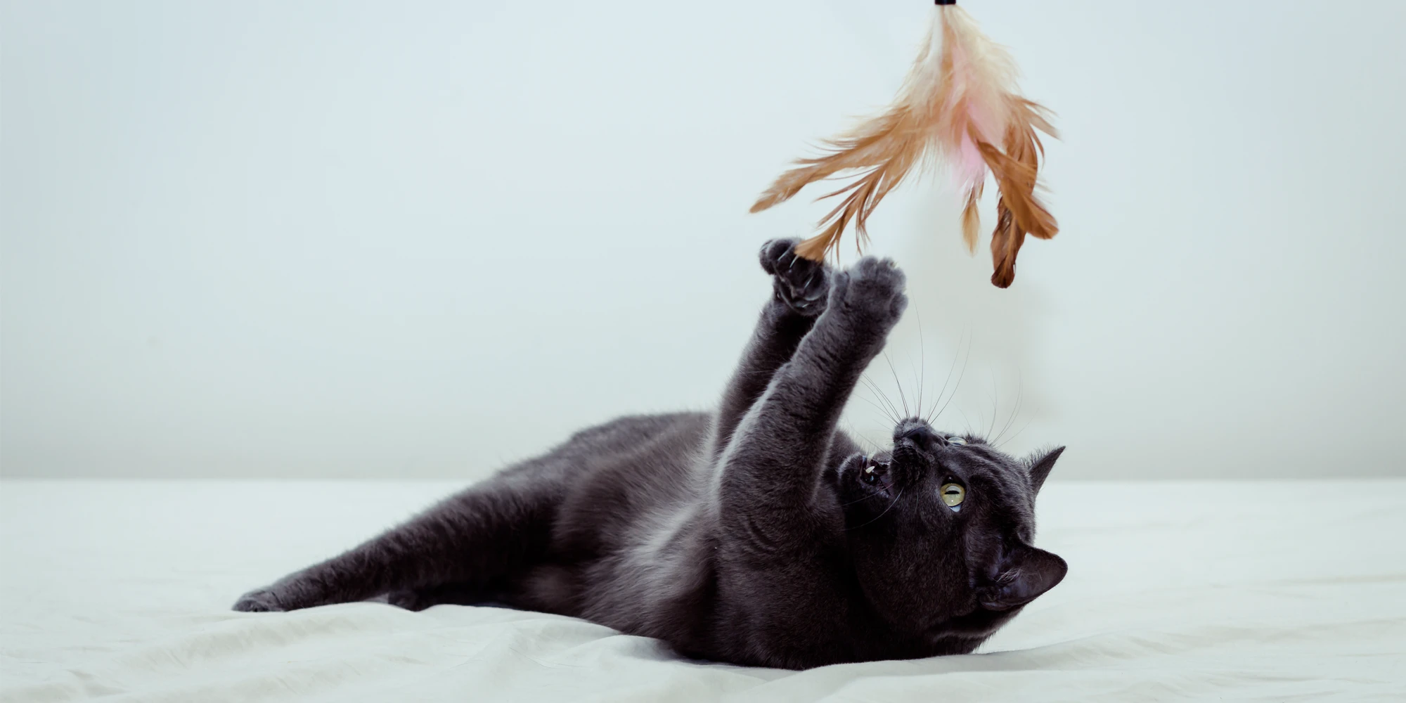 The best and most original cat toys in Australia