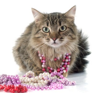 tabby cat in pearls